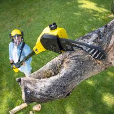 Best Tree Disease Treatment  in Long Branch, NJ