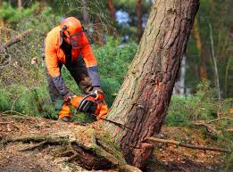 Best Tree and Shrub Care  in Long Branch, NJ