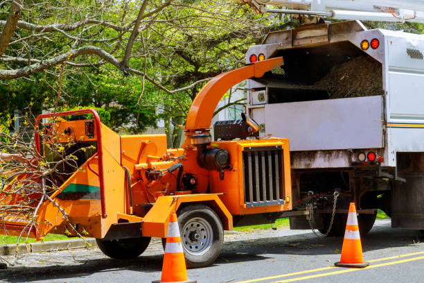 Seasonal Cleanup (Spring/Fall) in Long Branch, NJ