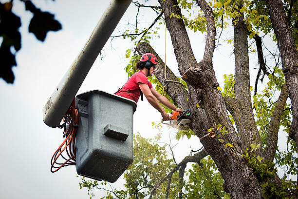 Best Storm Damage Tree Cleanup  in Long Branch, NJ